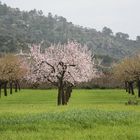 Mandelblüte auf Mallorca !!