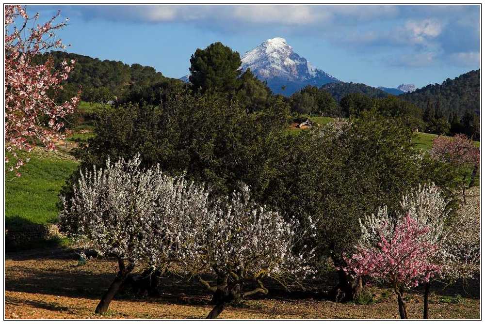 Mandelblüte auf Mallorca