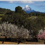 Mandelblüte auf Mallorca