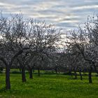 Mandelblüte auf Mallorca