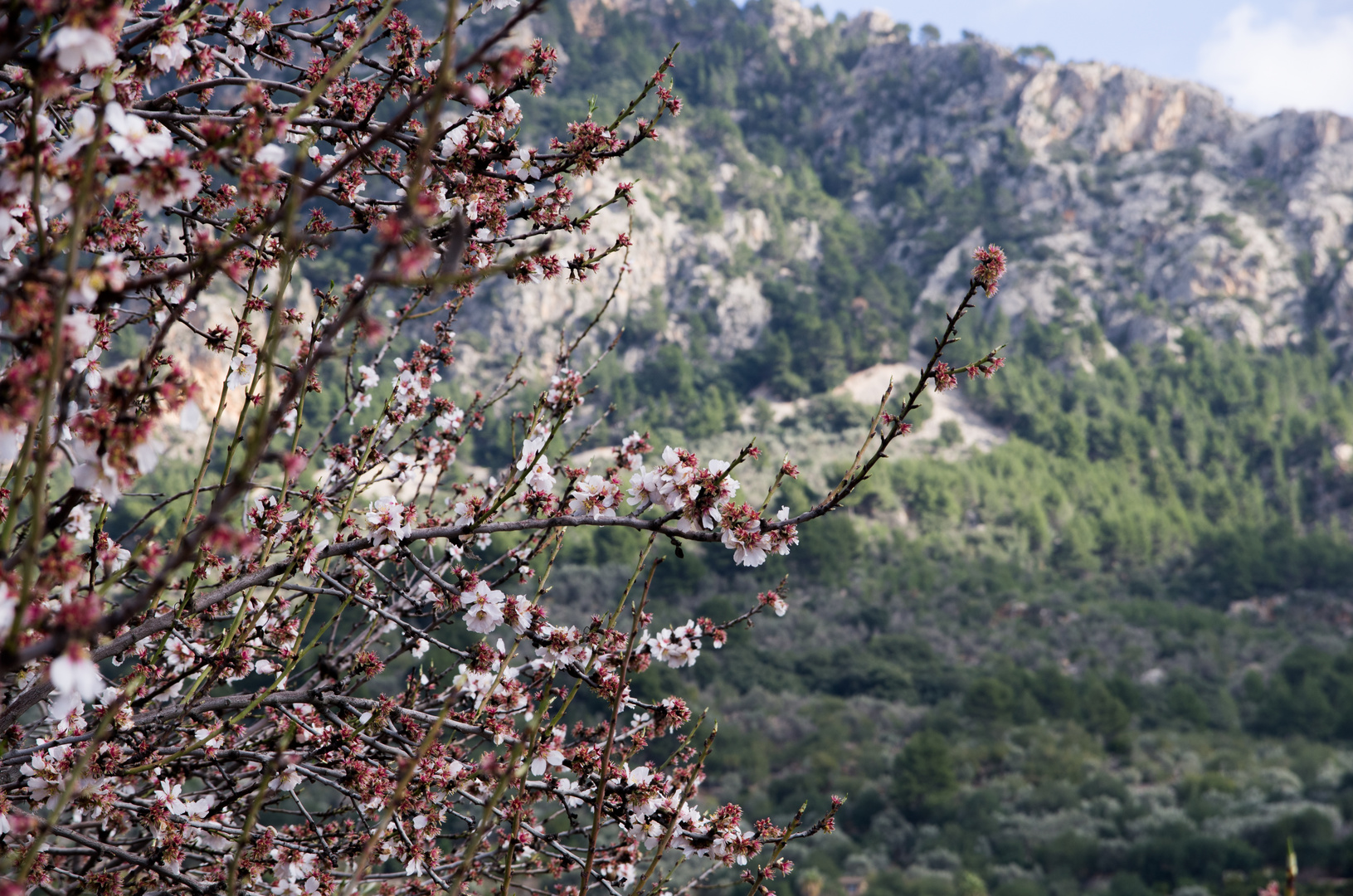 Mandelblüte auf Mallorca