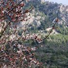 Mandelblüte auf Mallorca