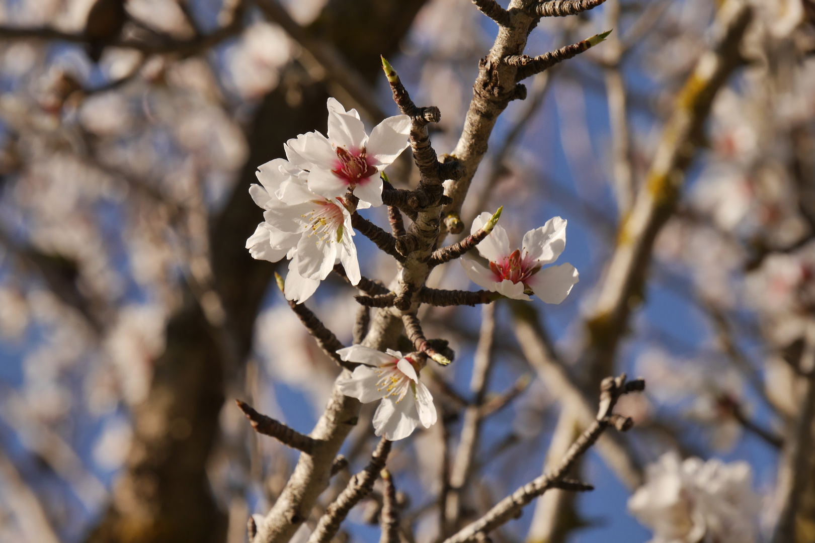 Mandelblüte auf Mallorca