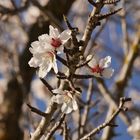 Mandelblüte auf Mallorca