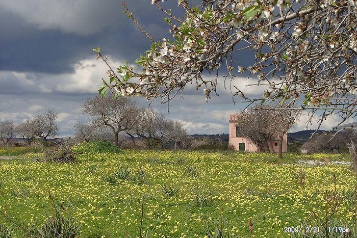 Mandelblüte auf Mallorca