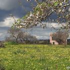 Mandelblüte auf Mallorca