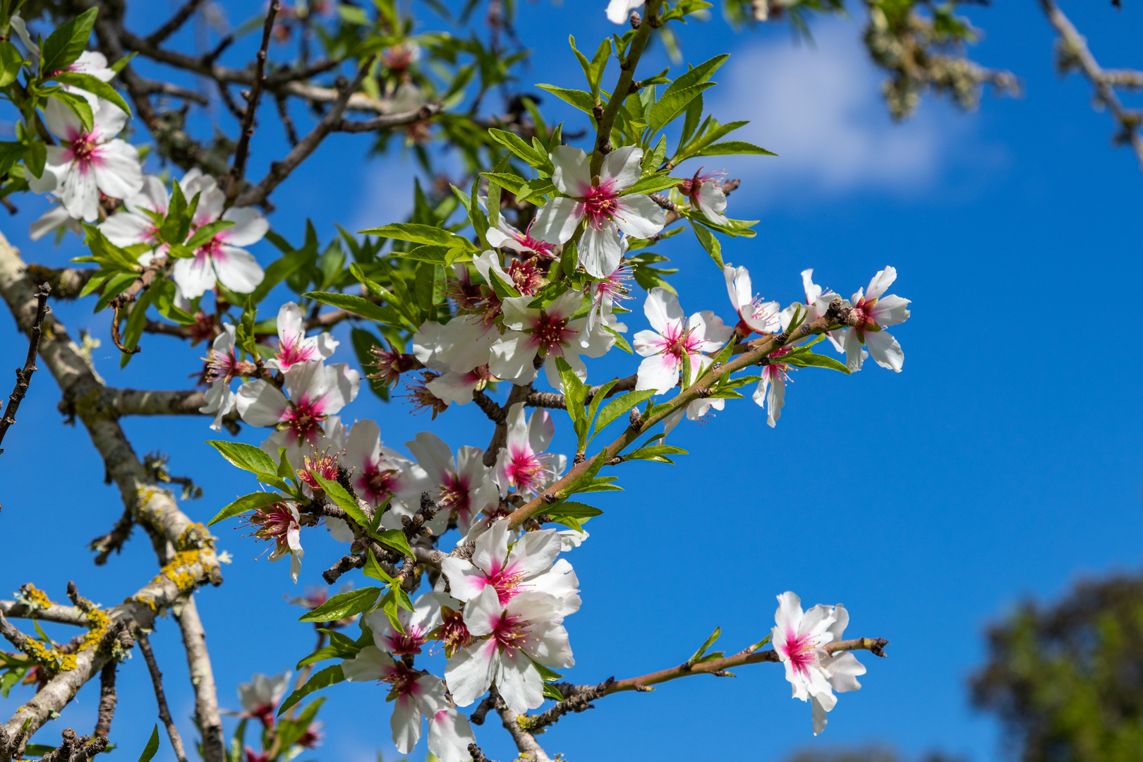 Mandelblüte auf Mallorca