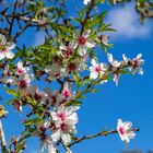 Mandelblüte auf Mallorca