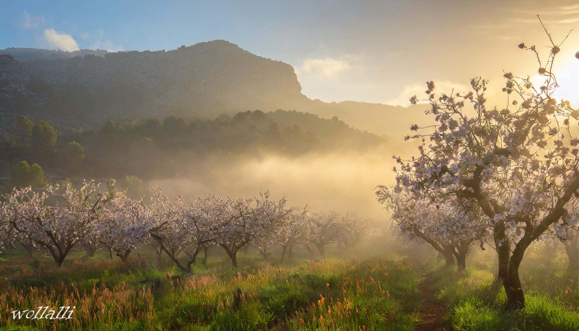 Mandelblüte auf Mallorca im Morgennebel