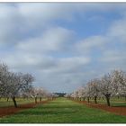 Mandelblüte auf Mallorca (quer)