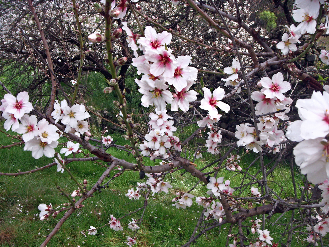 Mandelblüte auf Teneriffa