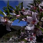 Mandelblüte auf Teneriffa
