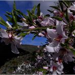 Mandelblüte auf Teneriffa