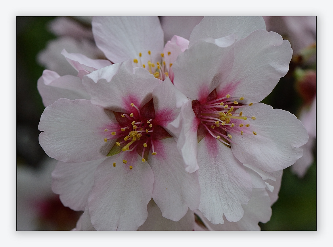 Mandelblüte auf Teneriffa