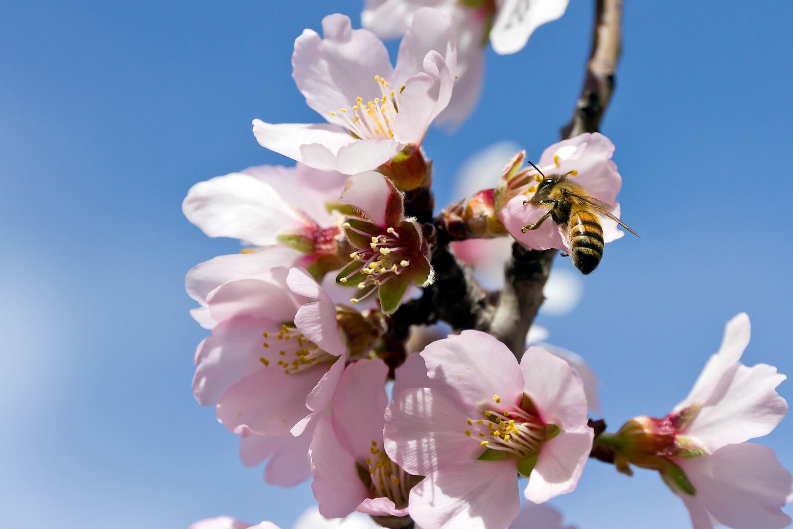 Mandelblüte auf Zypern