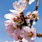 Mandelblüte auf Zypern