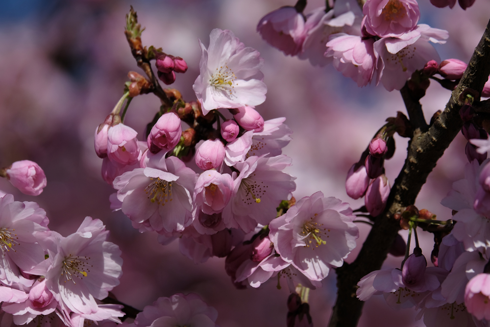 Mandelblüte