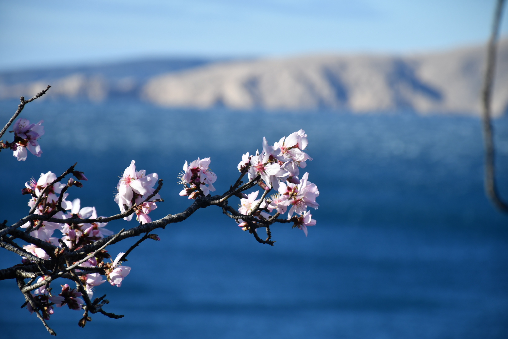 Mandelblüte 