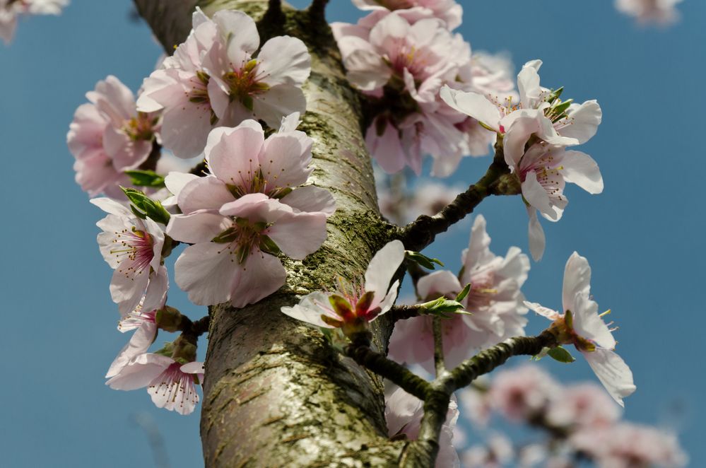 Mandelblüte