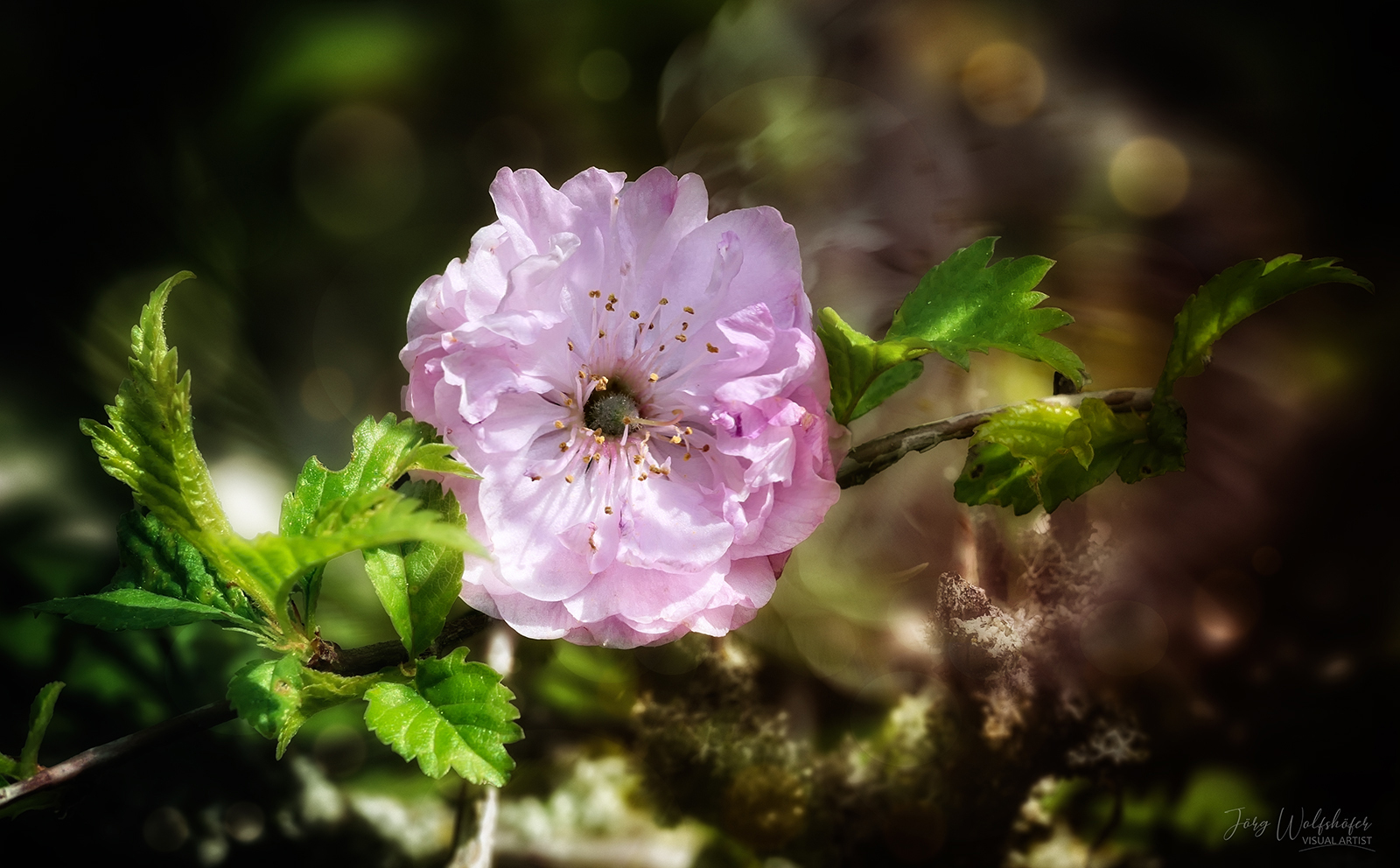 Mandelblüte