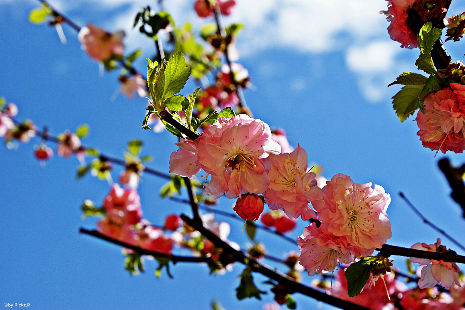 Mandelblüte