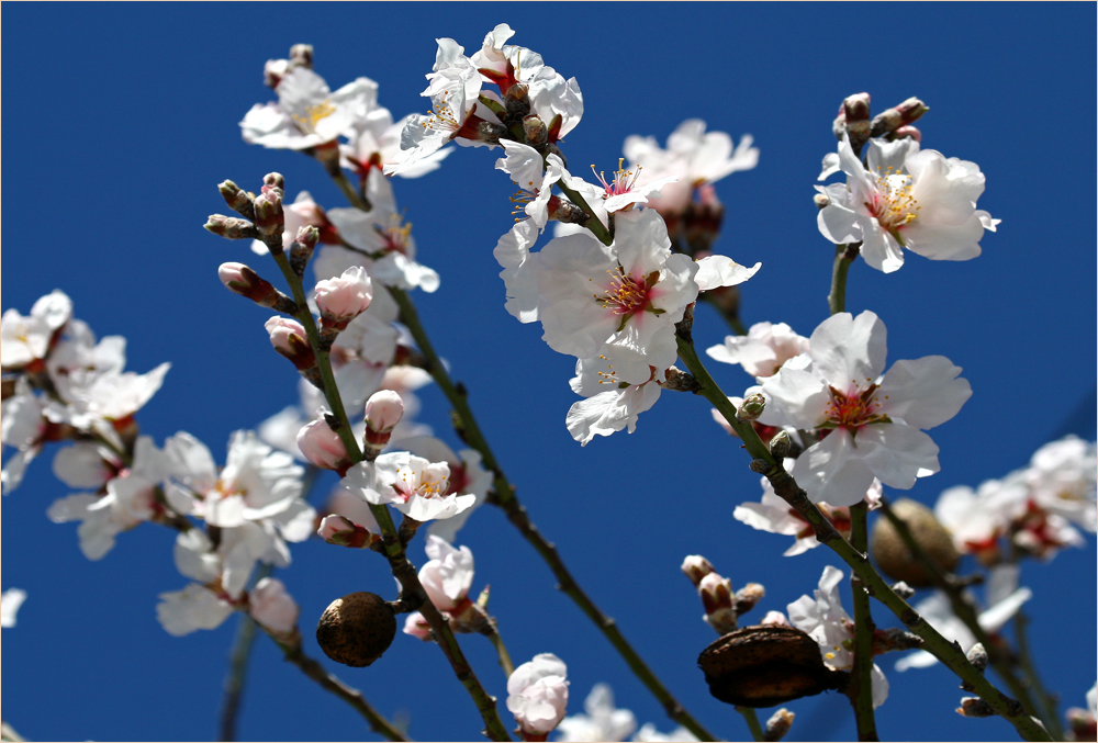 Mandelblüte