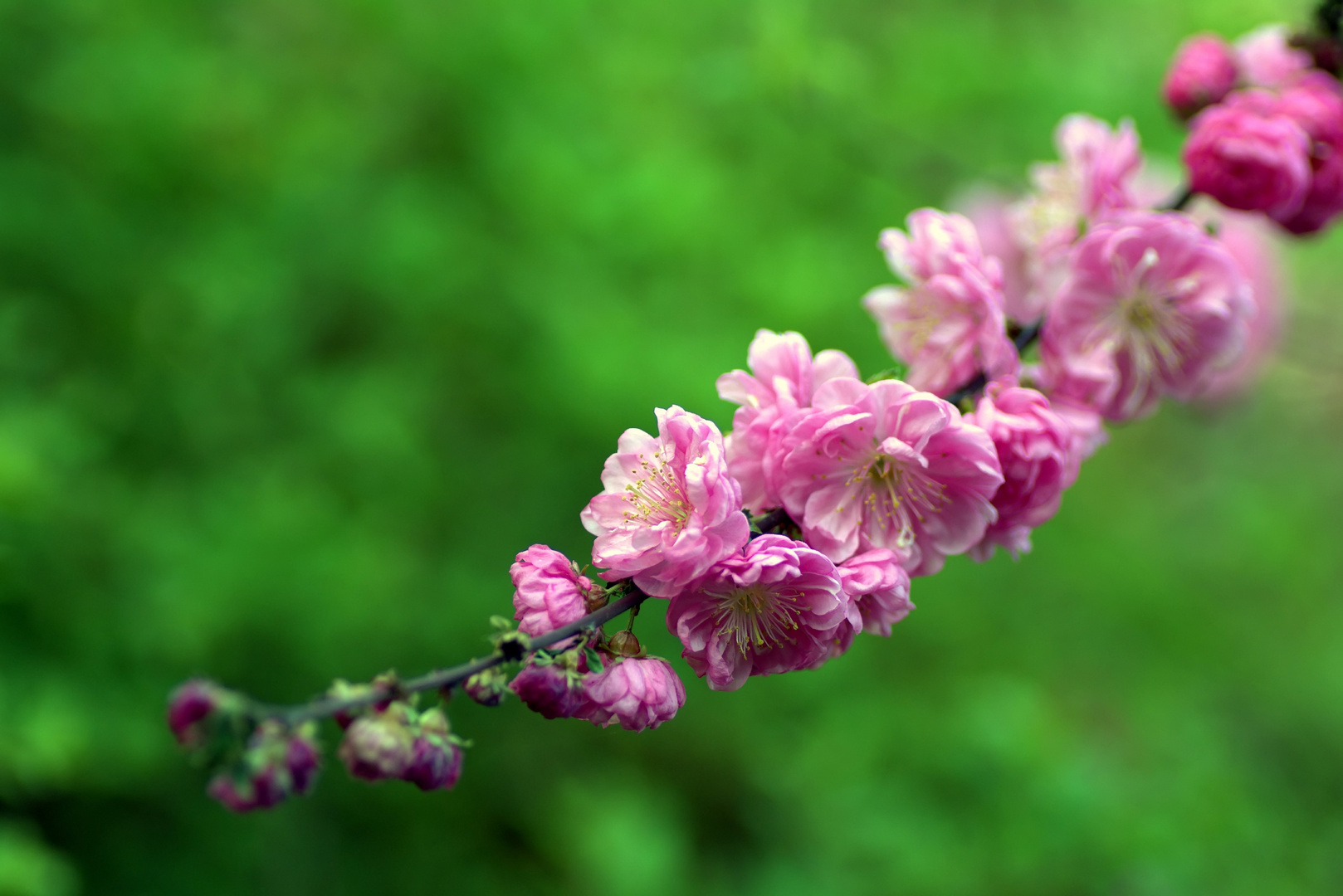 Mandelblüte