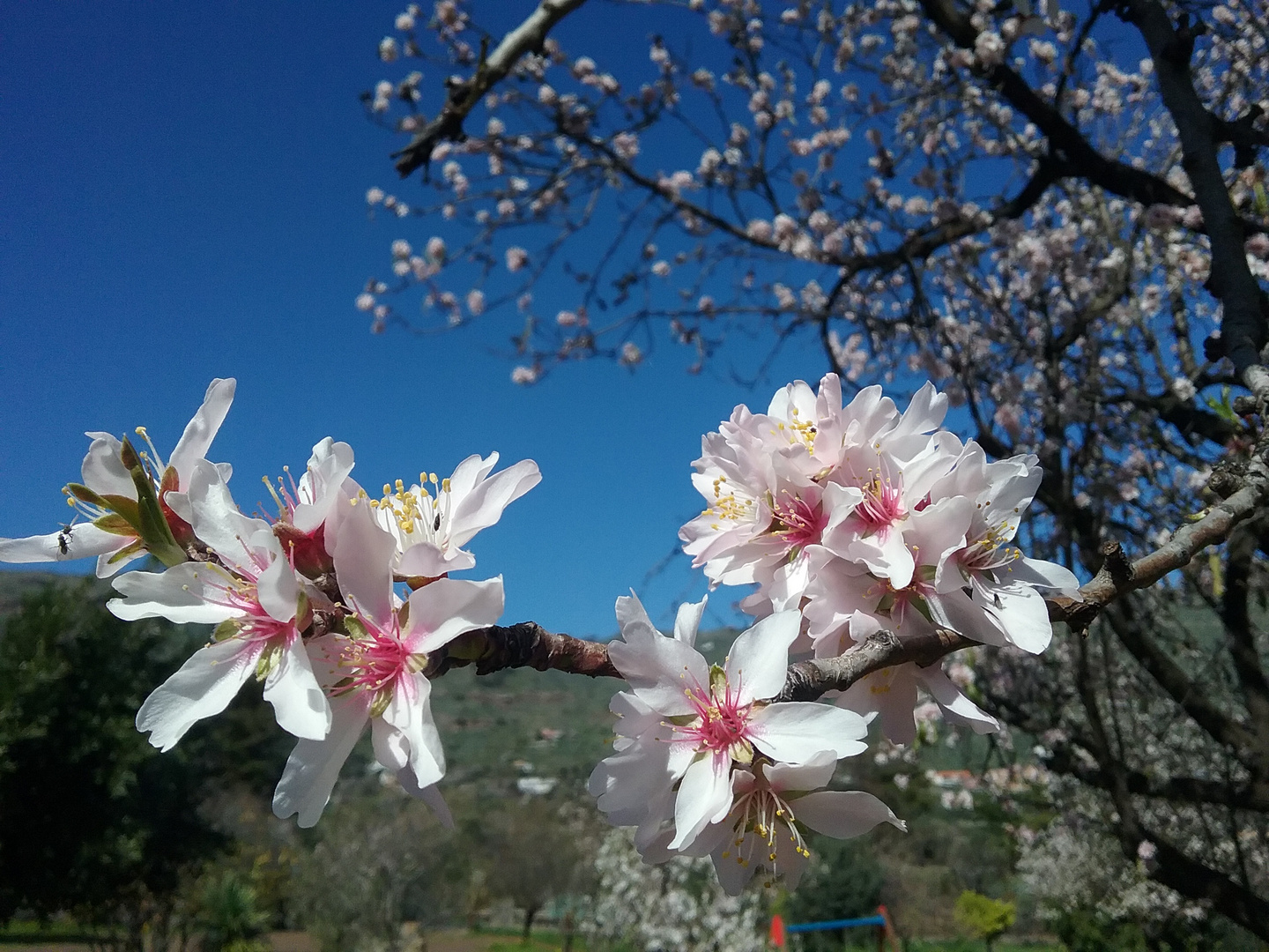 Mandelblüte