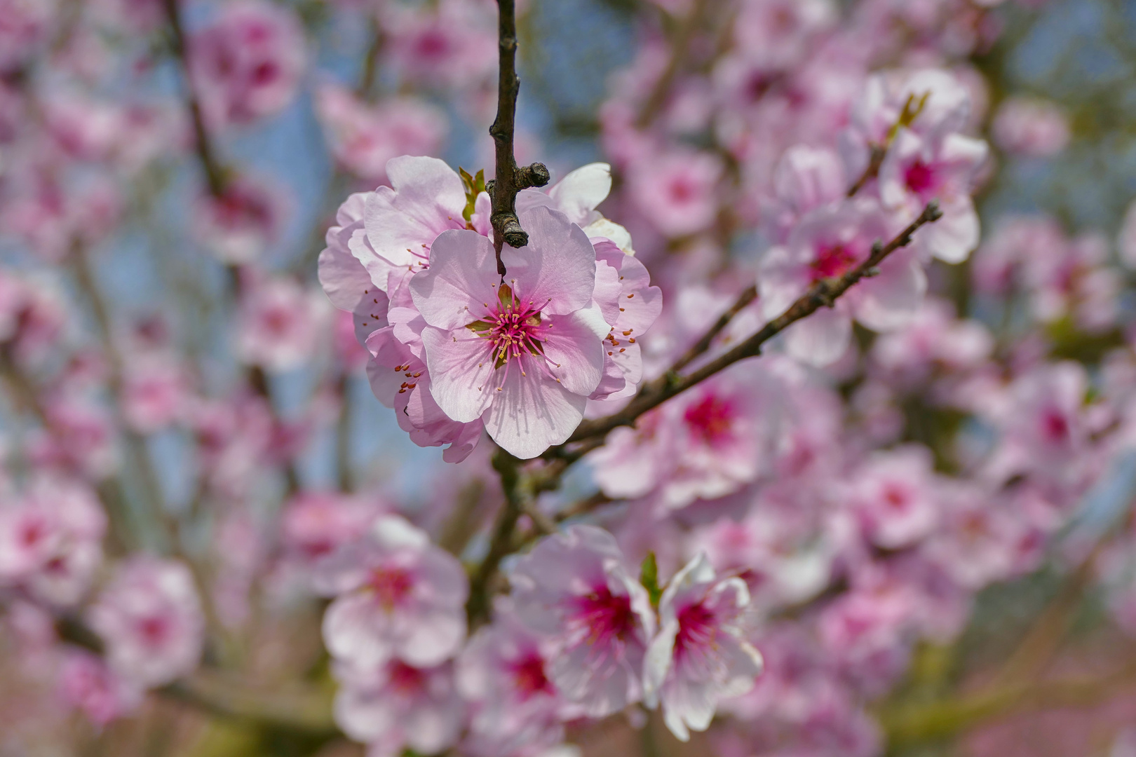 Mandelblüte