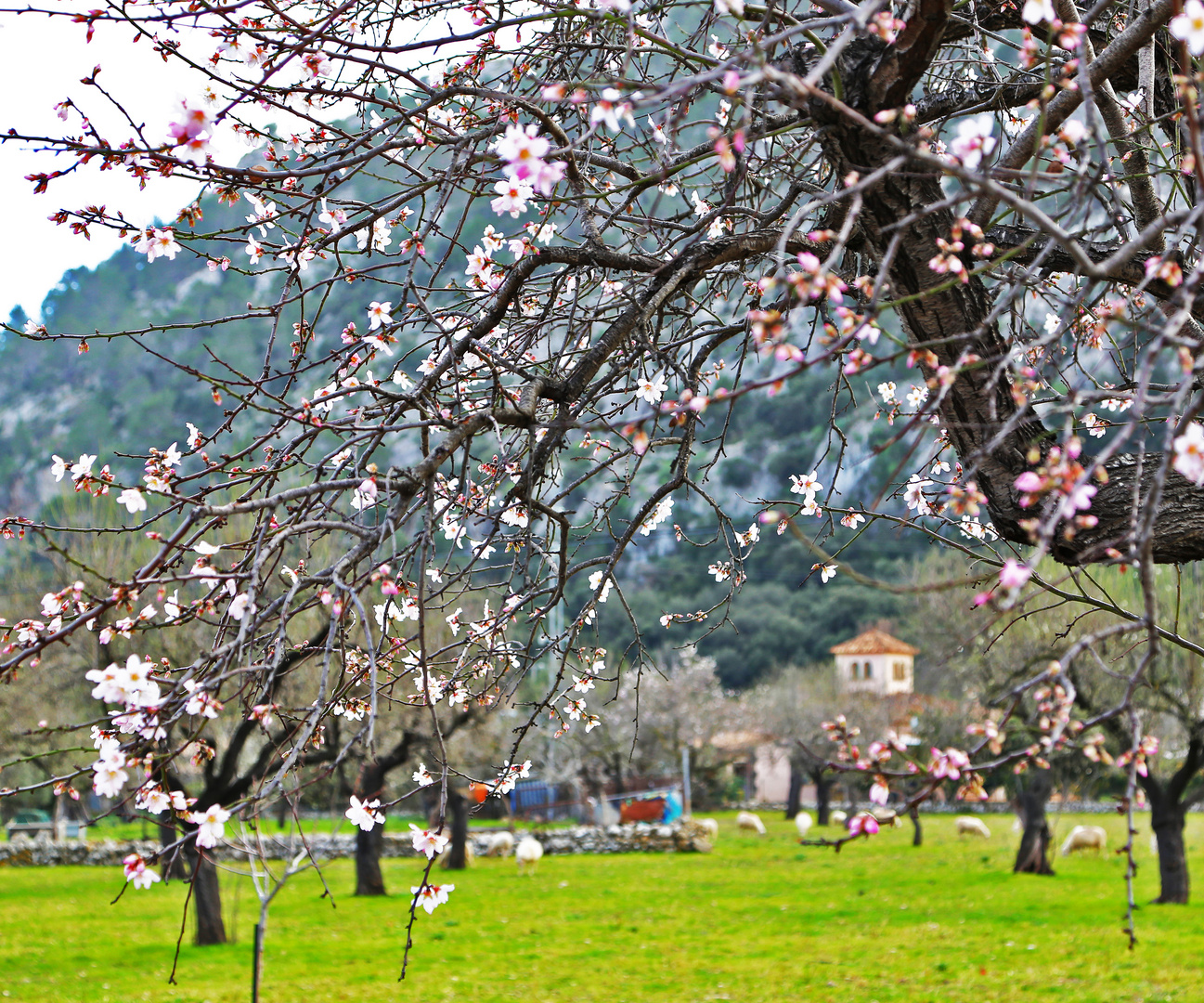 Mandelblüte 