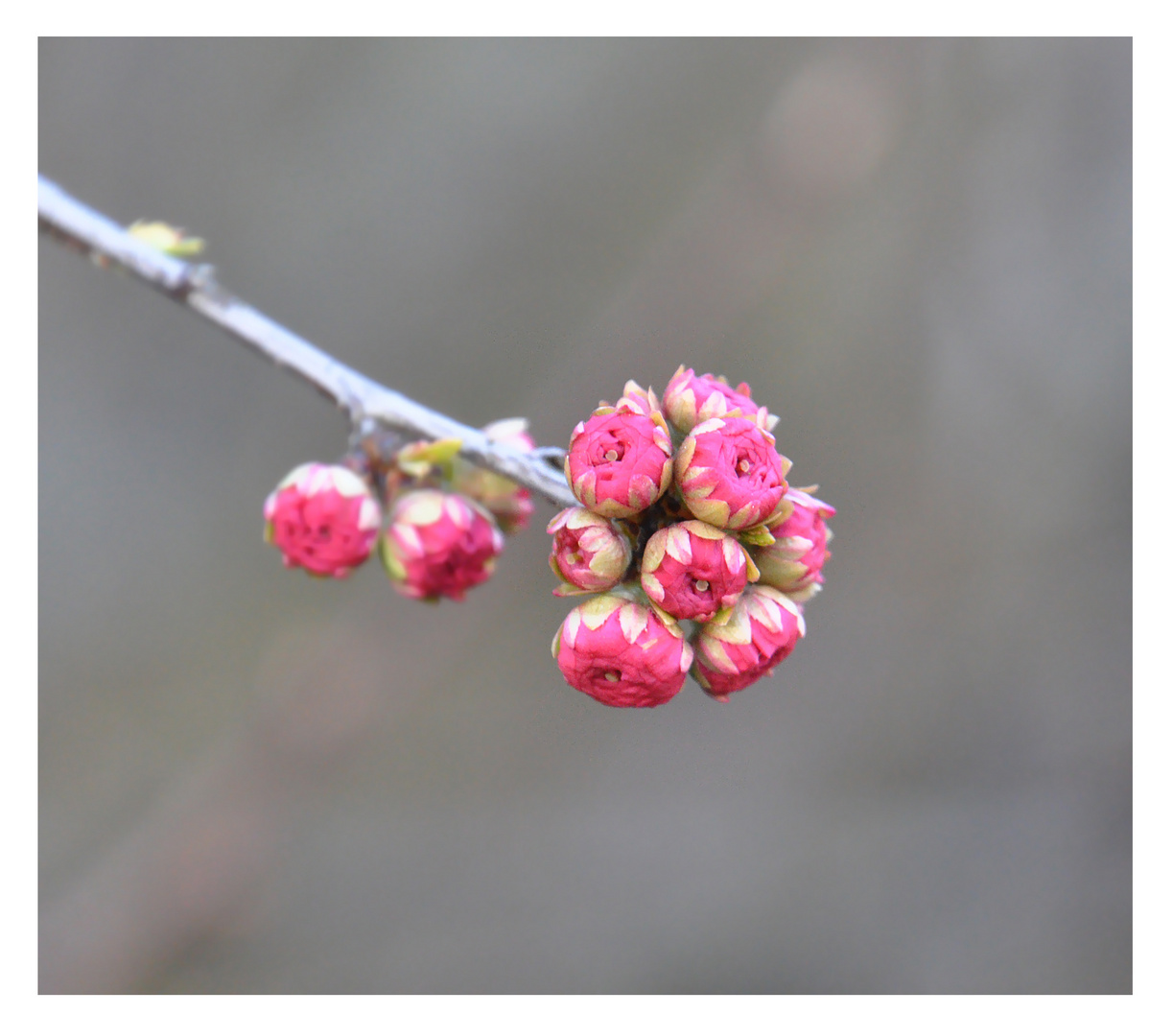 Mandelblüte