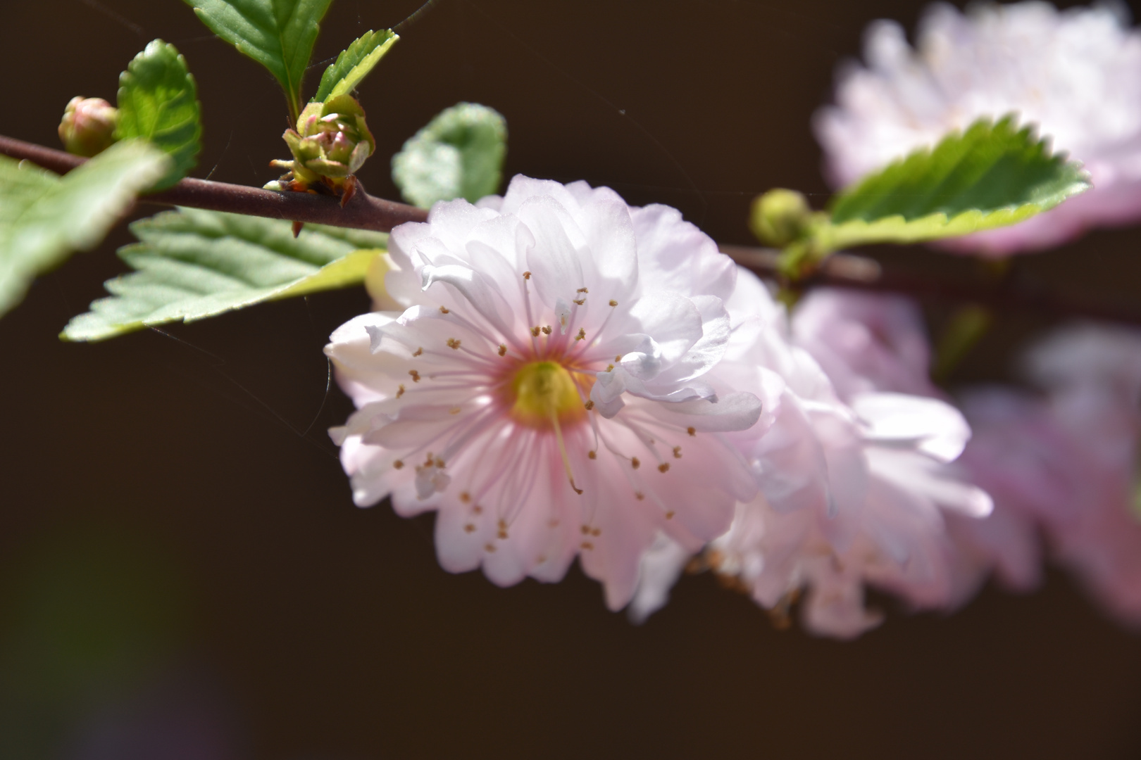 Mandelblüte