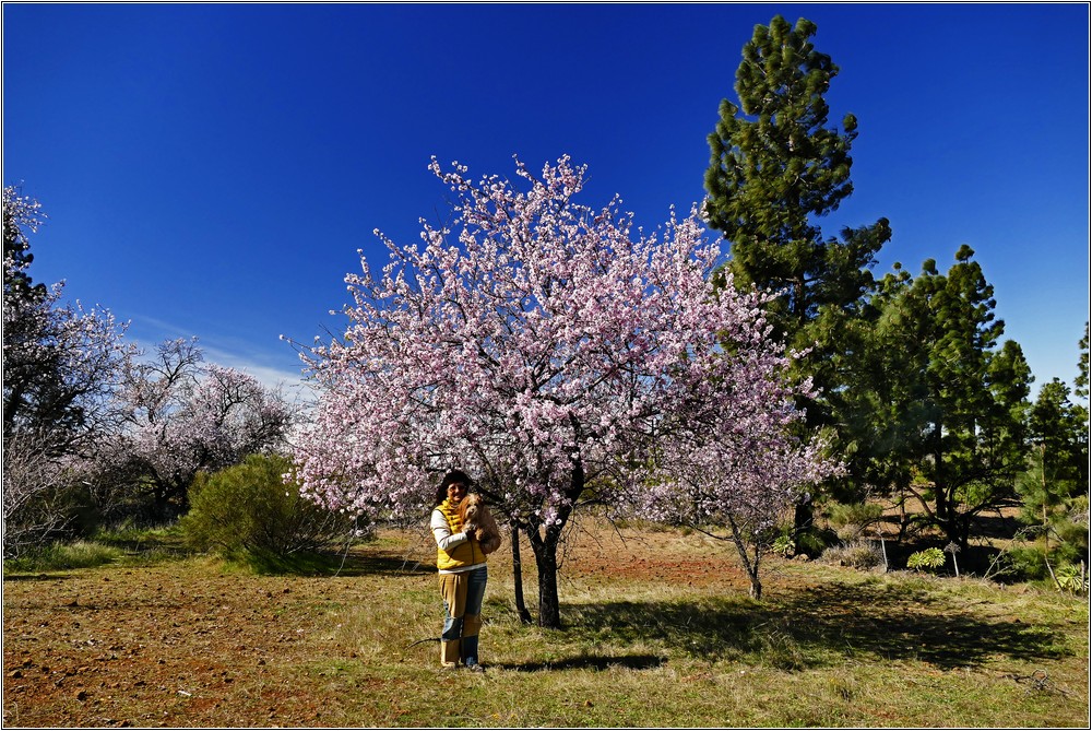 Mandelblüte bei Arguayo