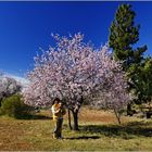 Mandelblüte bei Arguayo