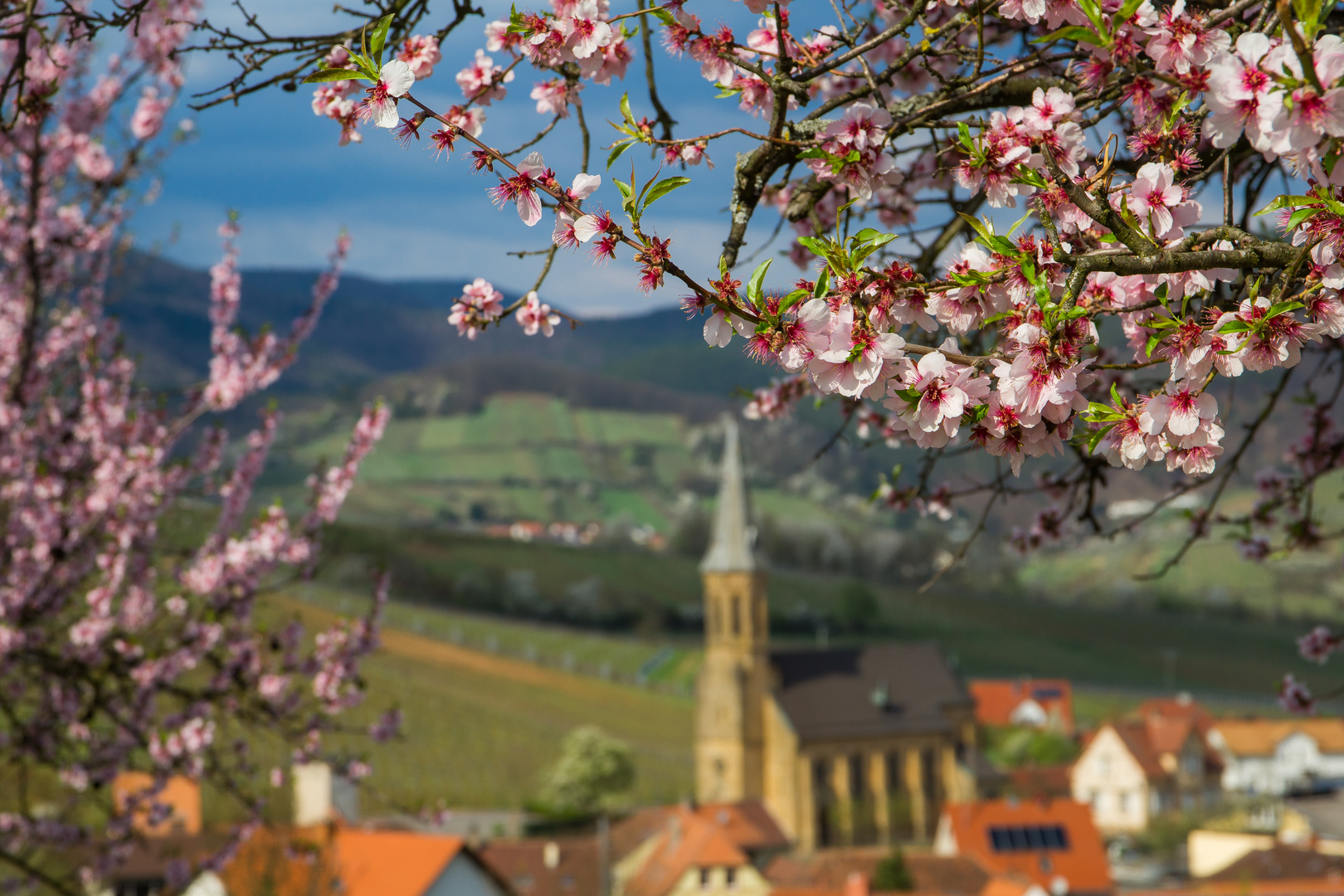 Mandelblüte bei Birkweiler