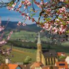 Mandelblüte bei Birkweiler