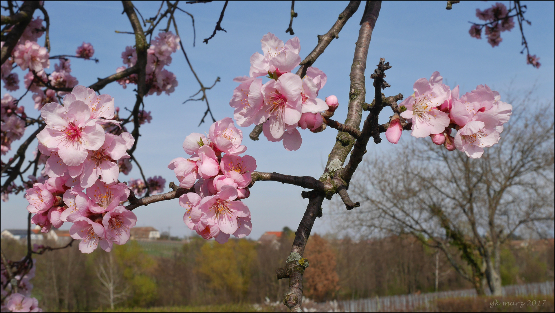 Mandelblüte bei Edenkoben