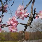 Mandelblüte bei Edenkoben