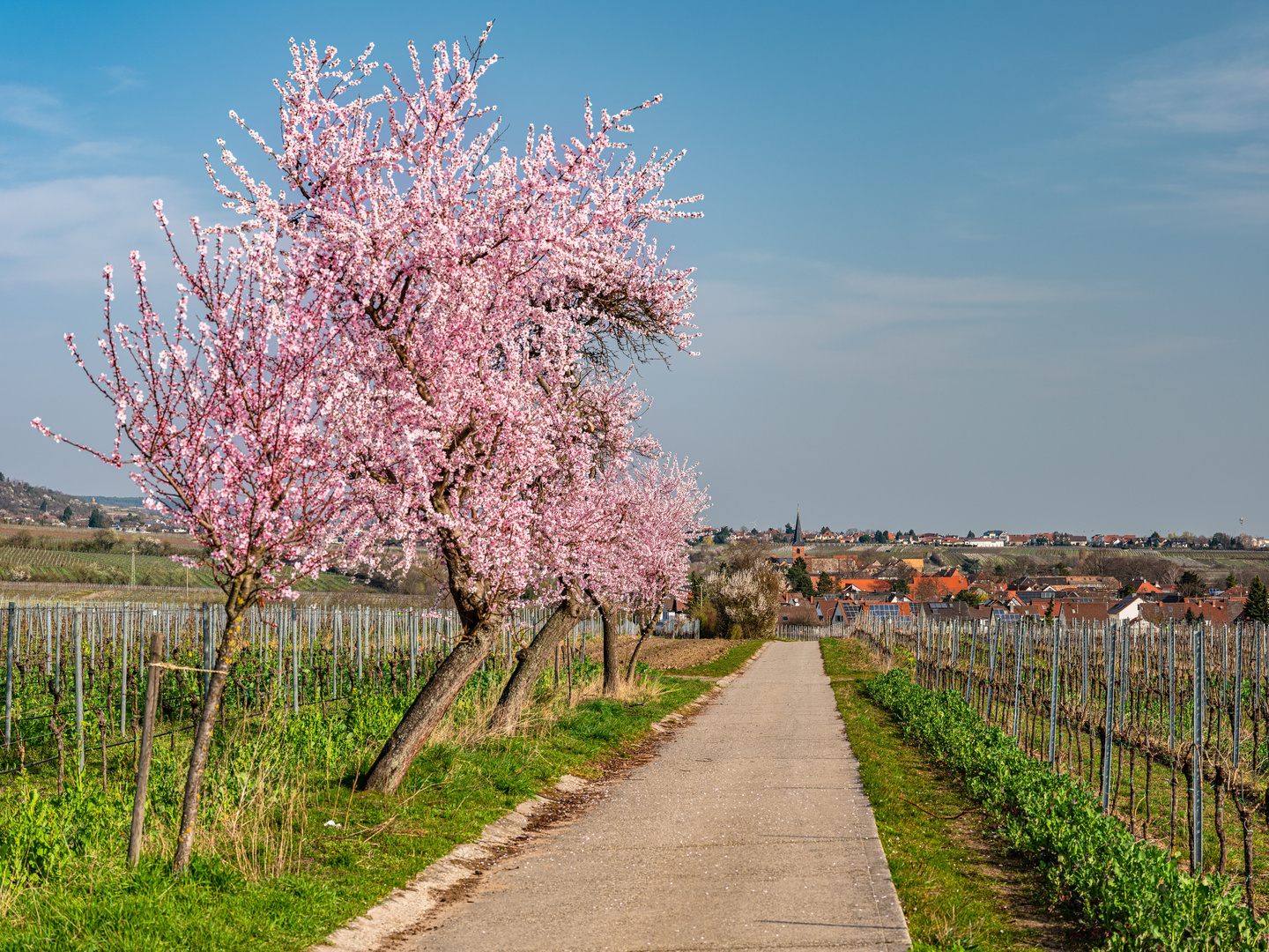 Mandelblüte bei Forst