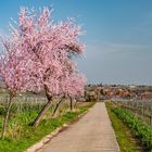 Mandelblüte bei Forst