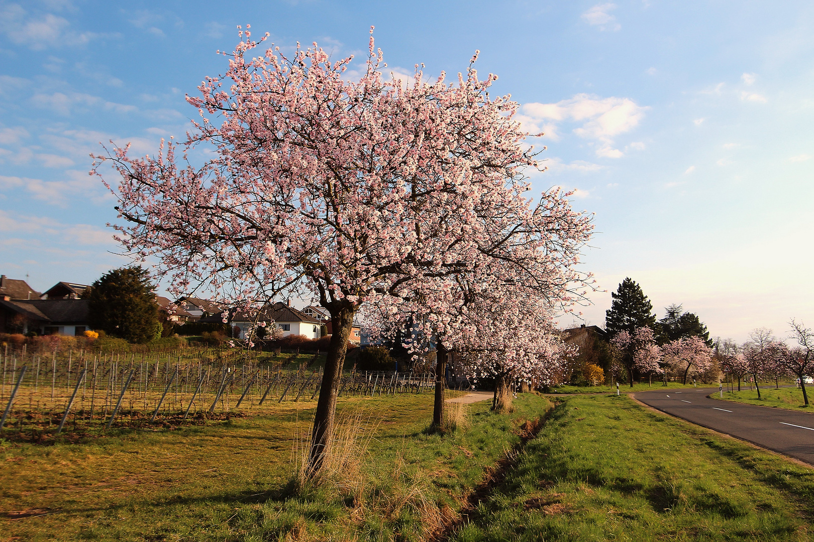 Mandelblüte bei Gimmeldingen