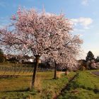 Mandelblüte bei Gimmeldingen