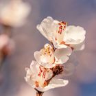 Mandelblüte bei Gimmeldingen