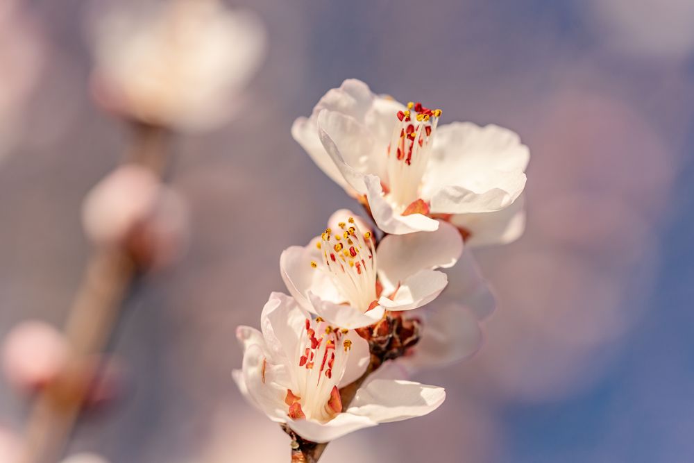 Mandelblüte bei Gimmeldingen