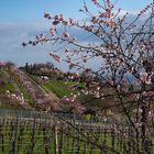 Mandelblüte bei Gimmeldingen