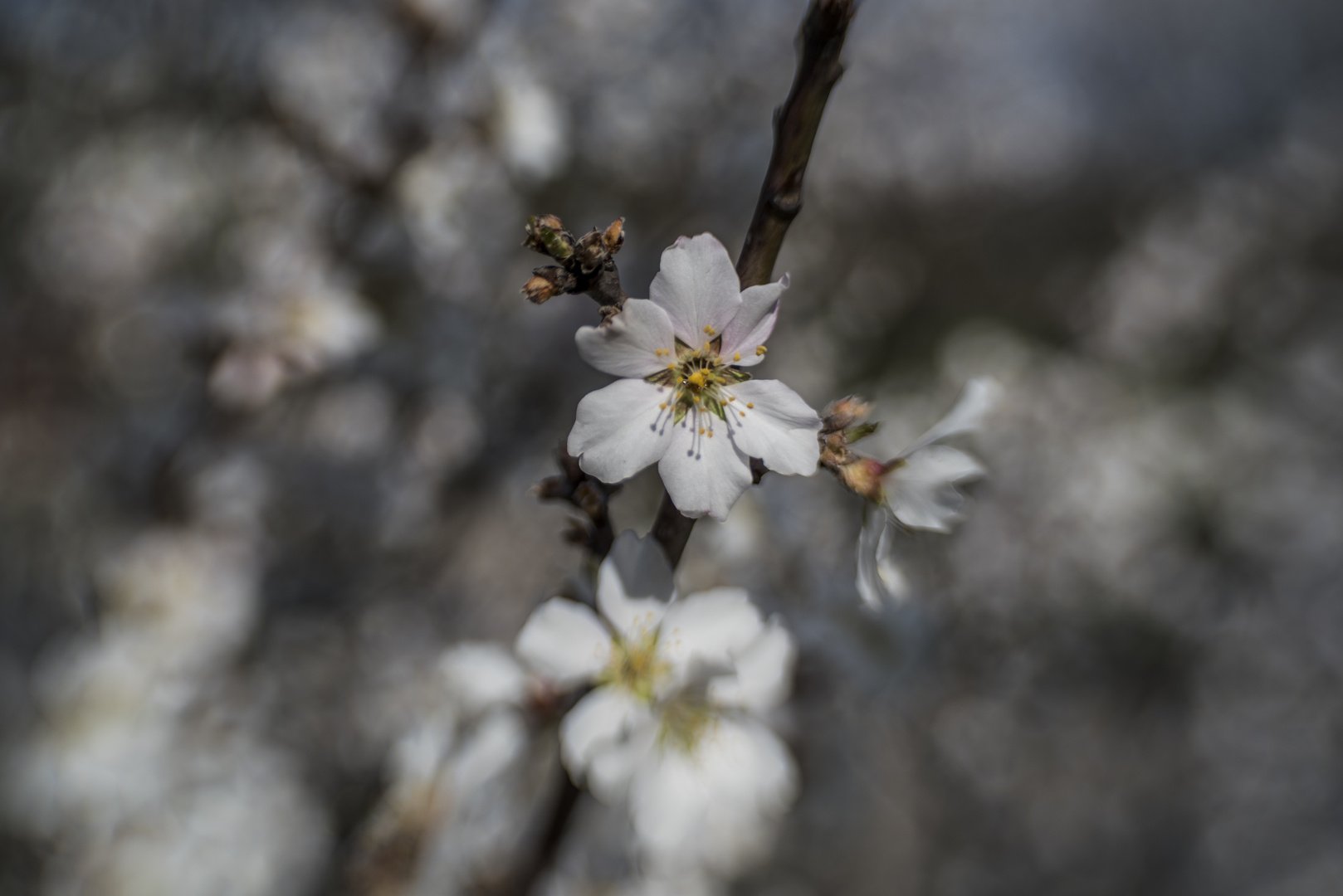 Mandelblüte bei Heilbronn