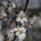 Mandelblüte bei Heilbronn