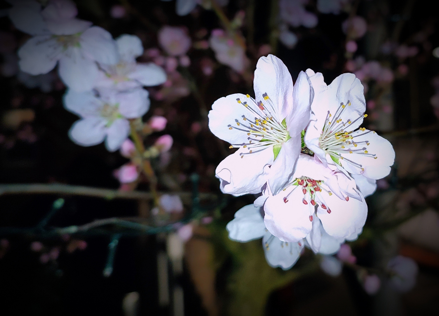 Mandelblüte bei Nacht