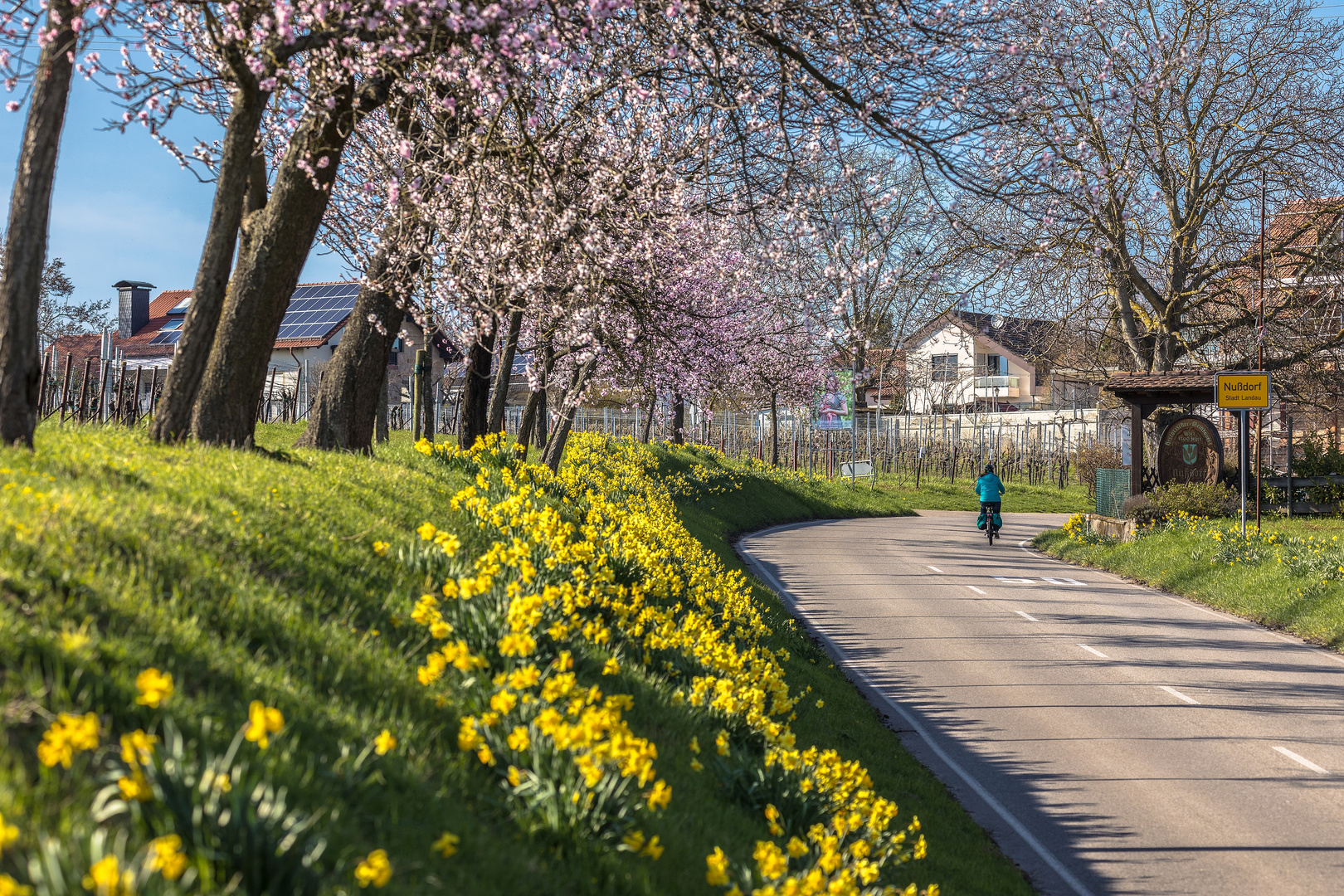 Mandelblüte bei Nussdorf