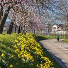 Mandelblüte bei Nussdorf